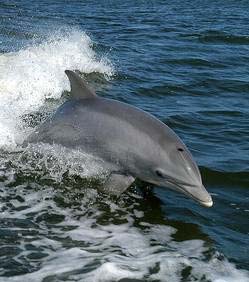 dauphins