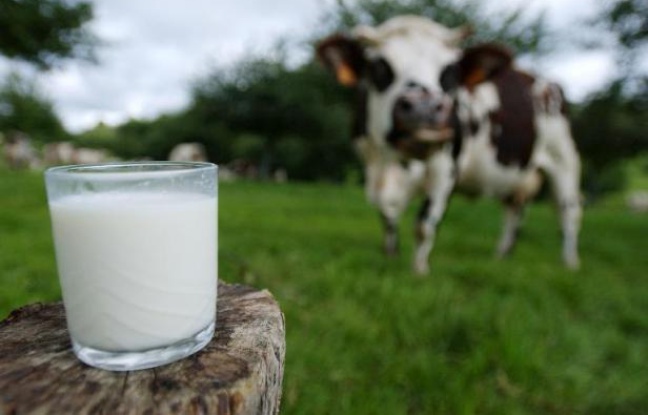 verre-lait-photographie-fond-vache-normande-calvados