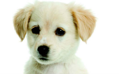 Animaux et chiropractie