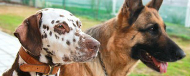 Chien d’aveugles – 9 Mai/11
