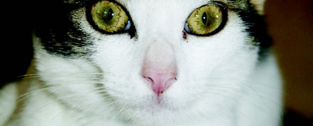 Les chats ont la cote