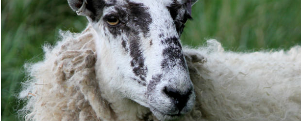 Les pets des ovins dérangent!