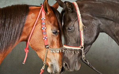 Tariq Dajani : photographe animalier