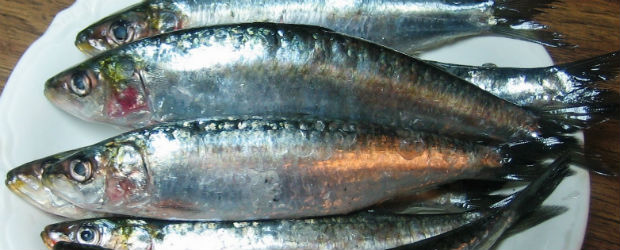 Aimez-vous les sardines ?