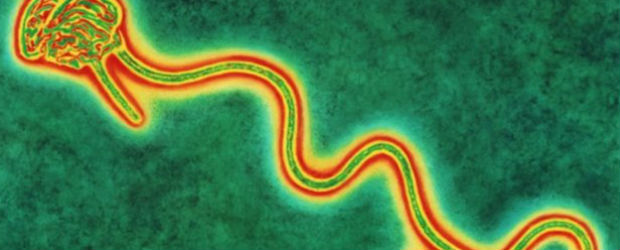 Virus Ebola…