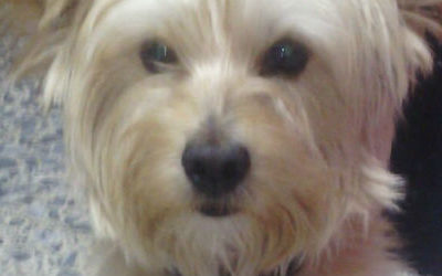 Adoptez moi vite!