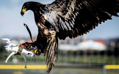 Les aigles pour capturer des drones