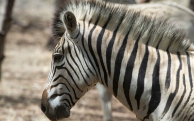 Le retour du « quagga »