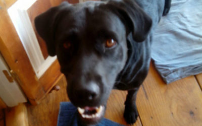 Labrador super gentil…