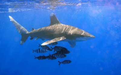 Attaques de requins