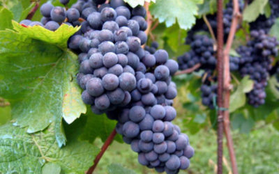 « Raisin », l’app mobile…