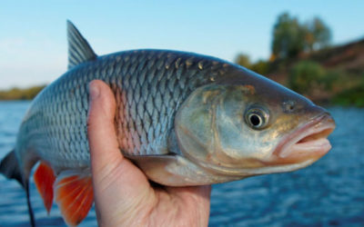 La consommation de poisson a doublé !