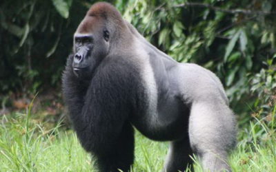 Amour et kalachnikovs au secours des gorilles des montagnes congolais