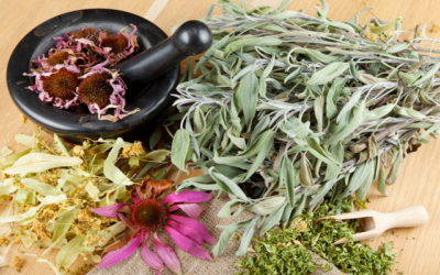 Plantes médicinales