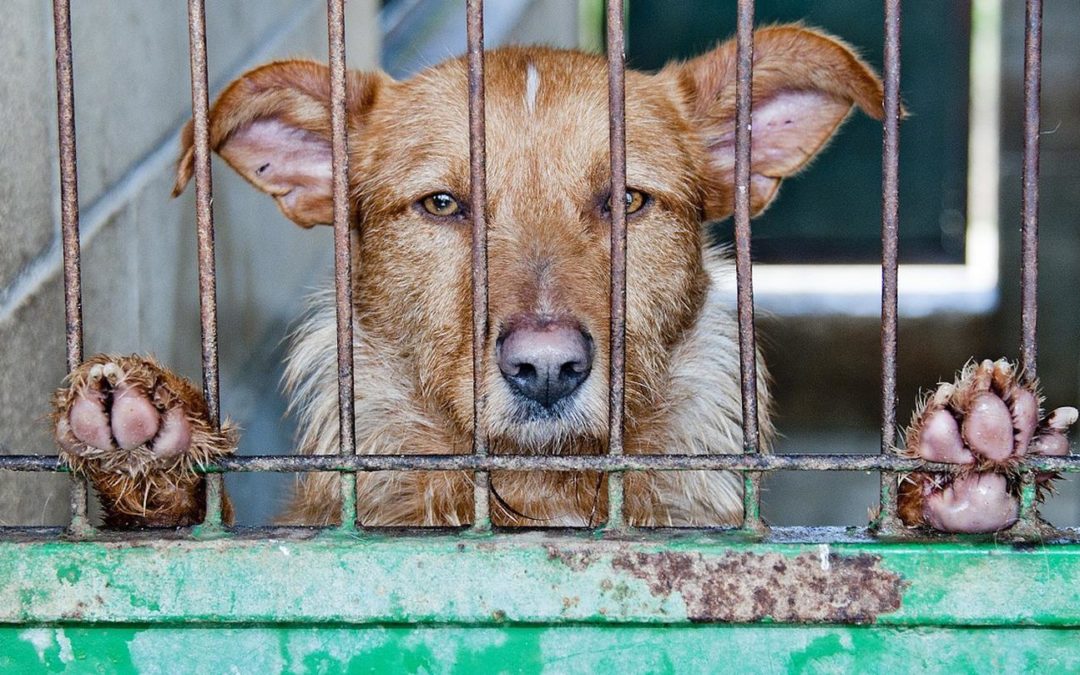 Taïwan interdit la consommation de viande de chien et de chat