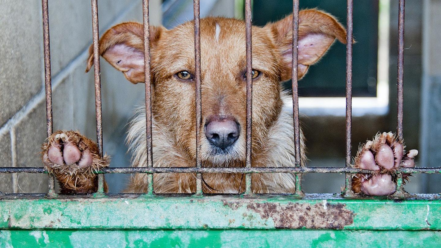 Taïwan interdit la consommation de viande de chien et de chat