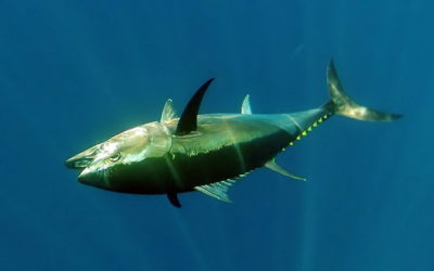 En Méditerranée, le thon rouge a repeuplé les pâturages marins