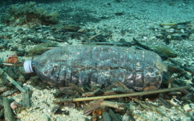 Les débris de plastique en mer confondus…