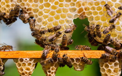 Des pesticides néfastes aux abeilles présents dans 75% du miel mondial   