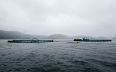 Les océans pourraient accueillir des millions de km2 d’aquaculture