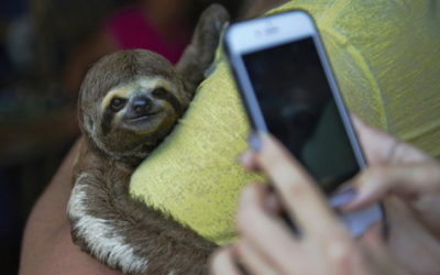 Les selfies, un danger pour les animaux sauvages