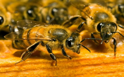 Cet incroyable remède fabriqué par les abeilles
