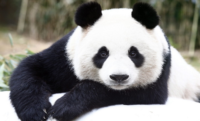 Parc naturel pour les Pandas
