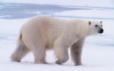 L’ours polaire ne trouve plus assez de phoques pour se rassasier