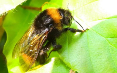 Heureux comme une abeille en Slovénie