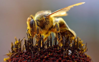 Des abeilles solitaires volent…