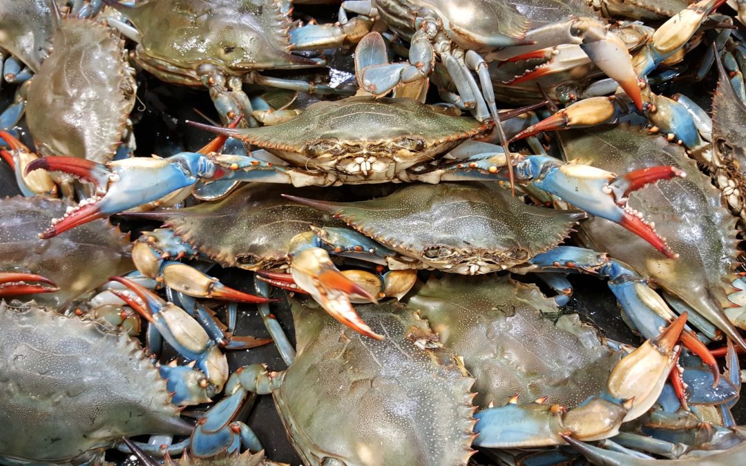 Le Crabe bleu envahi les côtes Espagnoles