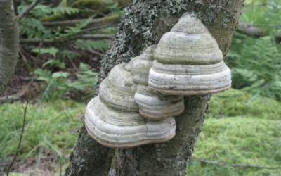 Le Champignon Amadouvier, champignon miracle